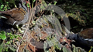 Common moorhen Gallinula chloropus also known as the waterhen or swamp chicken