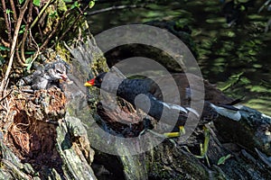 Common moorhen Gallinula chloropus also known as the waterhen or swamp chicken