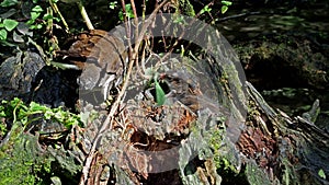 Common moorhen Gallinula chloropus also known as the waterhen or swamp chicken