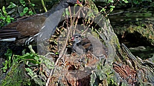 Common moorhen Gallinula chloropus also known as the waterhen or swamp chicken