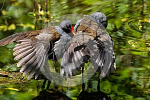 Common moorhen Gallinula chloropus also known as the waterhen or swamp chicken