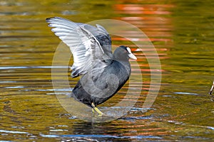 Common moorhen Gallinula chloropus also known as the waterhen or swamp chicken