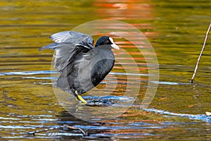 Common moorhen Gallinula chloropus also known as the waterhen or swamp chicken