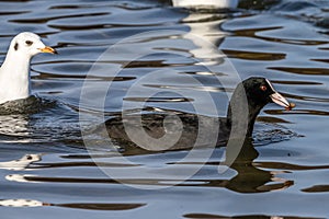 Common moorhen Gallinula chloropus also known as the waterhen or swamp chicken