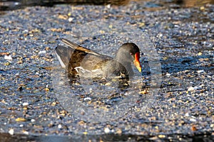 Common moorhen Gallinula chloropus also known as the waterhen or swamp chicken