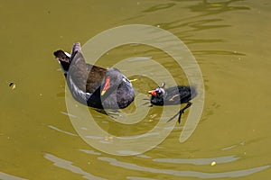 Common moorhen Gallinula chloropus also known as the waterhen or swamp chicken