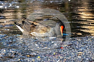 Common moorhen Gallinula chloropus also known as the waterhen or swamp chicken