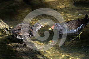 Common moorhen Gallinula chloropus also known as the waterhen or swamp chicken