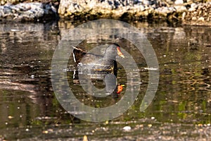 Common moorhen Gallinula chloropus also known as the waterhen or swamp chicken