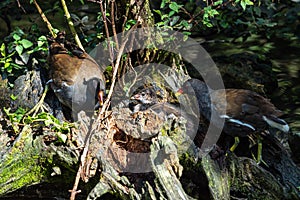 Common moorhen Gallinula chloropus also known as the waterhen or swamp chicken