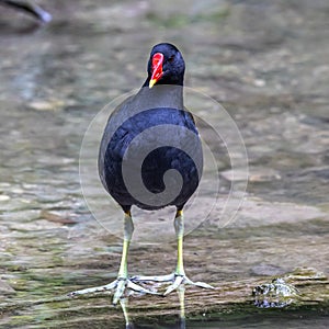 Common moorhen Gallinula chloropus also known as the waterhen or swamp chicken