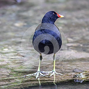 Common moorhen Gallinula chloropus also known as the waterhen or swamp chicken