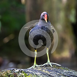 Common moorhen Gallinula chloropus also known as the waterhen or swamp chicken