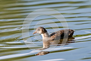 Common moorhen Gallinula chloropus bird swimming in water