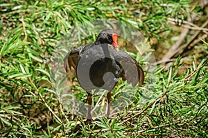 Common moorhen (Gallinula chloropus), a medium-sized water bird with black plumage and a red beak, the animal stands