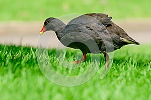 Common moorhen (Gallinula chloropus) a medium-sized water bird with black plumage and a red beak, the animal walks