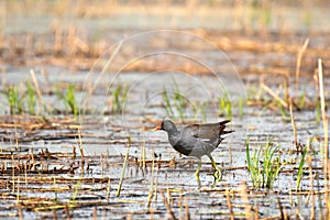 Common moorhen Gallinula chloropus A medium-sized water bird with dark plumage. The bird wades in the shallow water by the pond