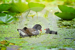 Common moorhen Gallinula chloropus mother with her chick