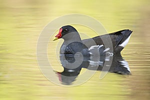 The common moorhen Gallinula chloropus, small bird swimming on the water. Black body with white details, red beak