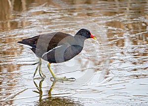 Common Moorhen - Gallinula chloropus walking on a frozen pool.