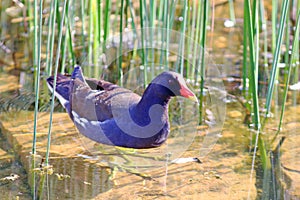 Common moorhen Gallinula chloropus walking inside a fountain in the garden in a square in Portugal