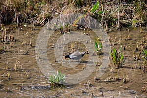 Common moorhen in its natural habitat in the Manzanares river, in Madrid