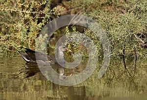 Common Moorhen juvenile