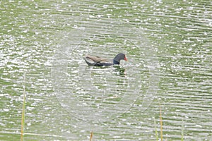 Common Moorhen in the lake