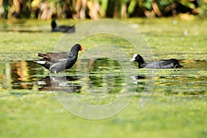 Common Moorhen, Moorhen, Gallinula chloropus