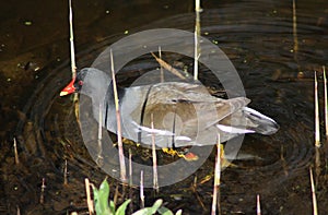 Common moorhen photo