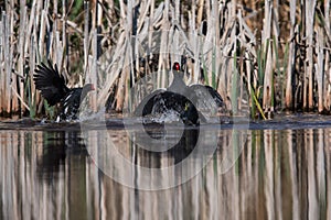 Common Moorhen, Morhen, Gallinula chloropus