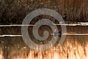 Common Moorhen in the morning light