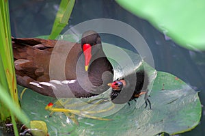 A Common Moorhen and a nestling