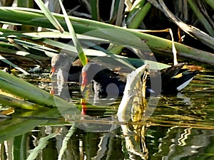 Common moorhen with offspring in a pond