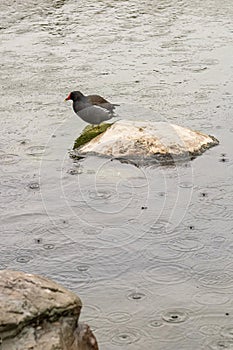 Common Moorhen Perched on a Rock in Rainy Weather