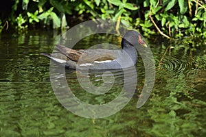 The common moorhen in the pond. Gallinula chloropus.