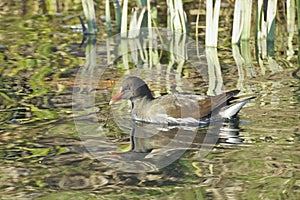 Common moorhen in a small lake, Gallinula chloropus; Rallidae photo