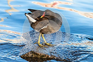 Common moorhen standing on the stone among blue water