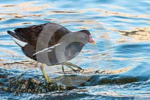 Common moorhen steps into the water