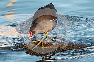 Common moorhen steps into the water from the stone