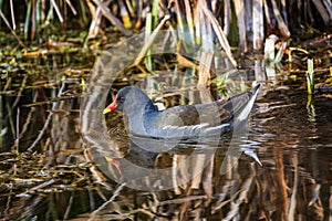 Common moorhen or swamp chicken, gallinula chloropus