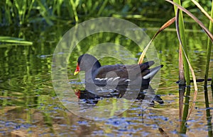 Common moorhen or swamp chicken, gallinula chloropus