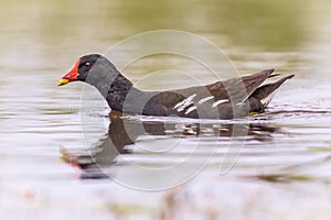 Common Moorhen swimming