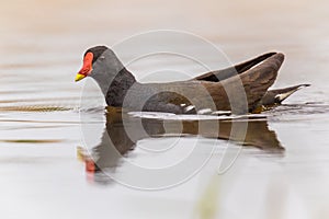 Common Moorhen swimming