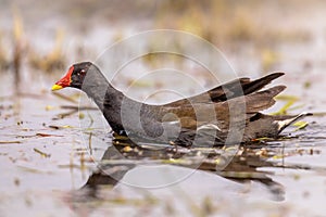 Common Moorhen swimming