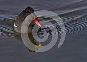 Common moorhen swimming