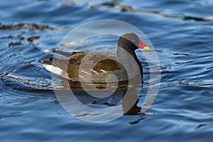 The common moorhen swimming in blue water