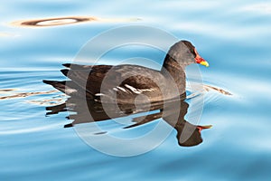 Common moorhen swimming on blue water