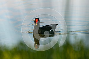 common moorhen swimming in the lake