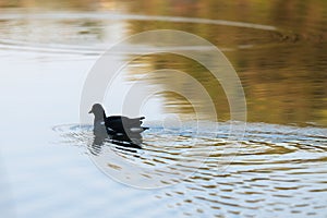 common moorhen swimming in the lake